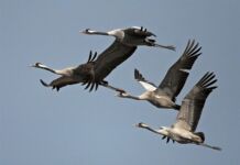 Орнитологический тест от Natatnik тест, перелётные птицы, пернатые