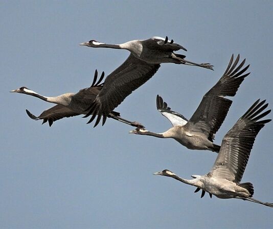 Орнитологический тест от Natatnik тест, перелётные птицы, пернатые