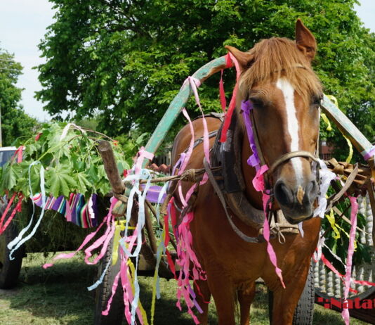 «Вождение куста» по-Хмелевски Сёмуха, Хмелевская Сёмуха, Хмелево