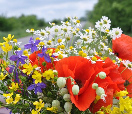 Кветкавы тэст ад Natatnik квесткі, тэст, кветкавы тэст