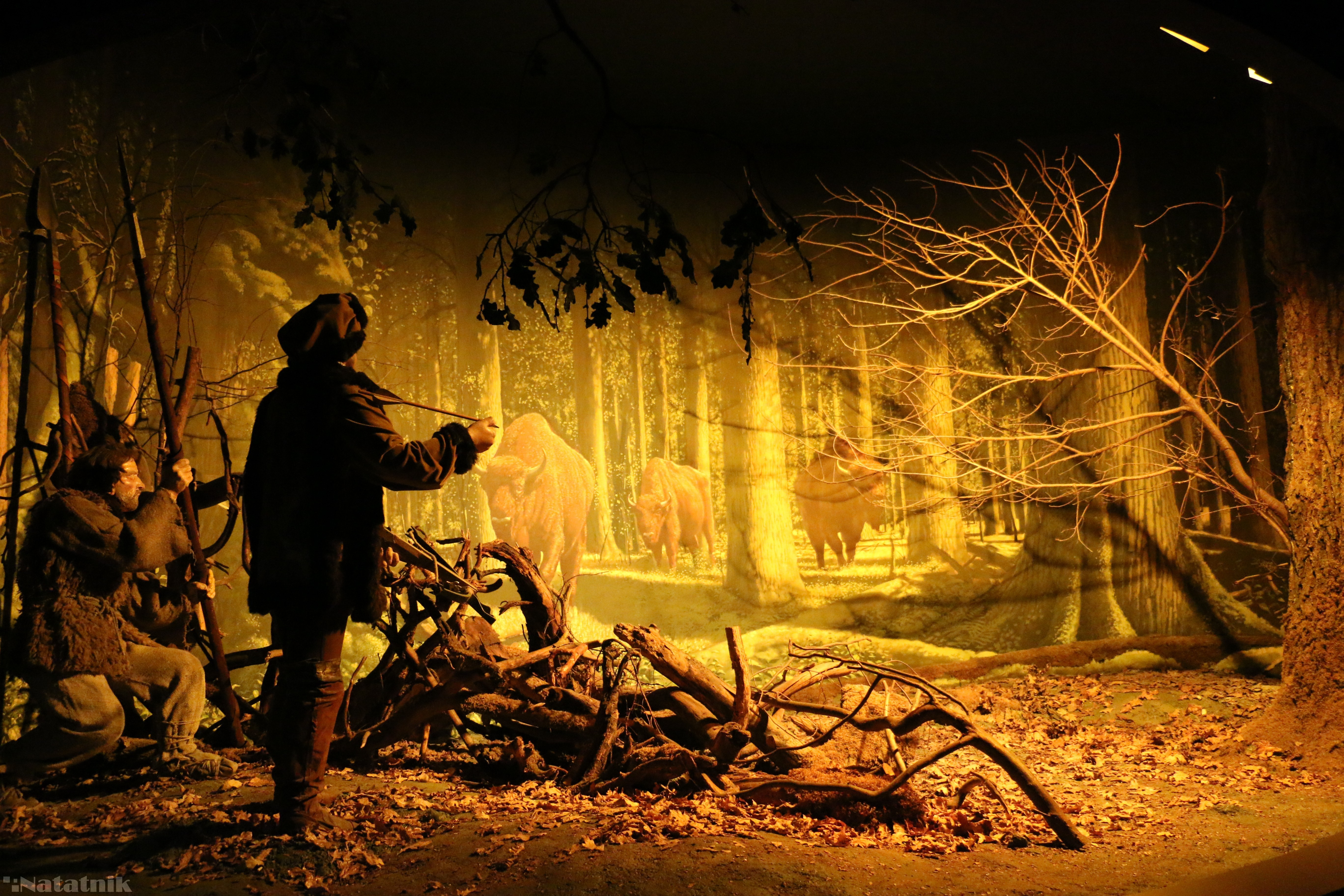 Музей природы, Беловежа, Путешествие