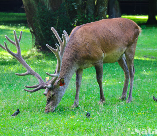 Чым Беларусь і Польшча прыцягваюць турыстаў у Белавежскую пушчу Беловежская пуща, Белавежская пушча, животные в пуще, олень, вольеры