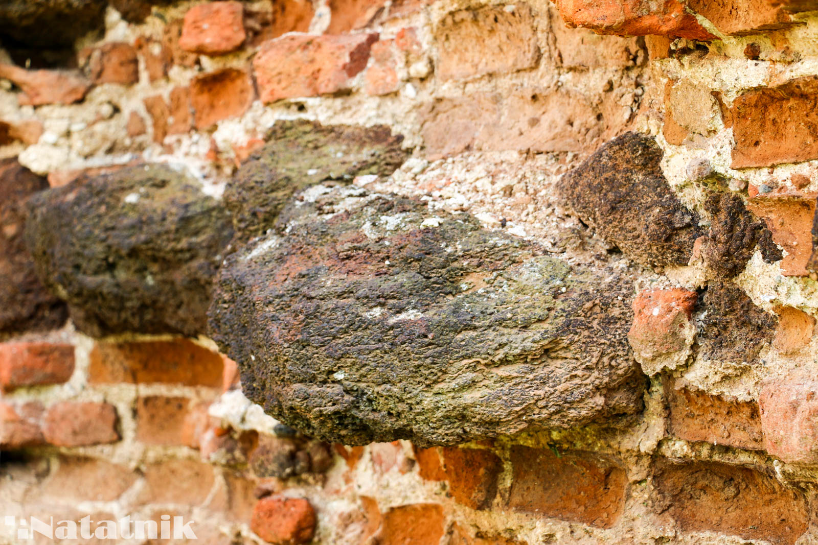 Берёза, монастырь, орден картузов, болотная руда, фундамент