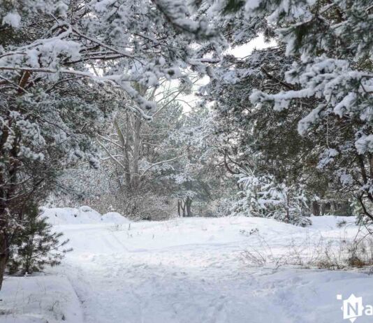 Город-парк – новый бренд для Бреста?