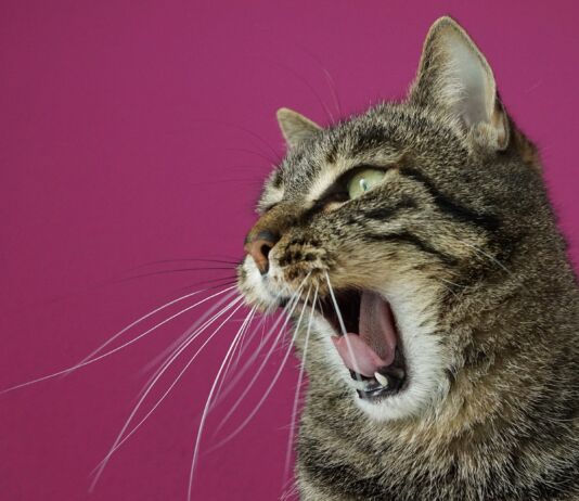 Кто ты из беларуских знаменитостей? Тест от Natatnik тест кто ты из беларуских знаменитостей