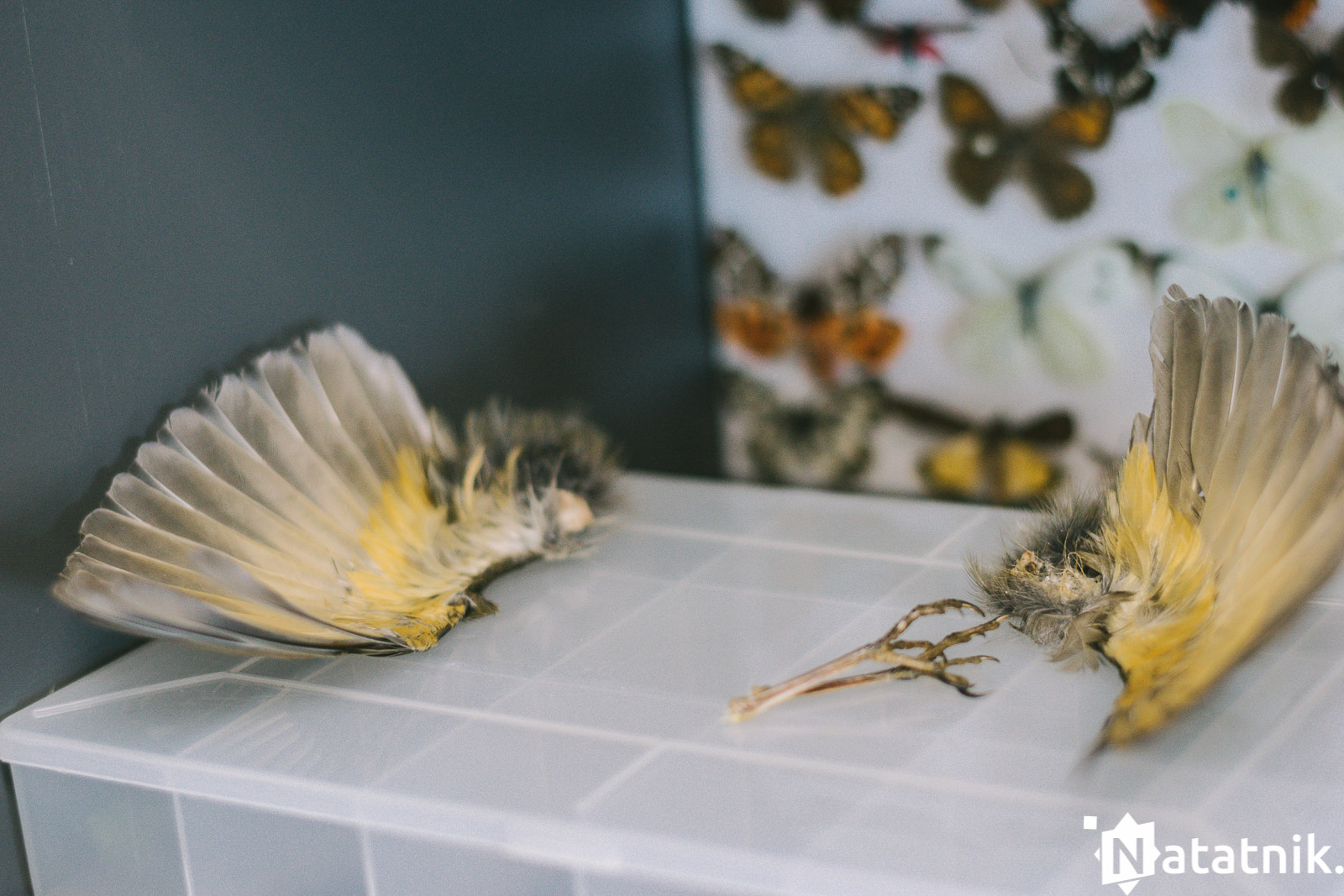 Работы Антона Мартыненко