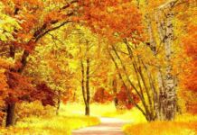 Дрэўны тэст ад Natatnik