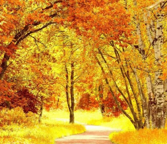 Дрэўны тэст ад Natatnik