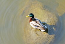 Синица – жена снегиря? Почему вам надо поучаствовать в фотобёрдинге