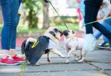 “Сабака на тысячу лайкаў”. 5 трэндаў украінскай дабрачыннасці, якія карысна засвоіць