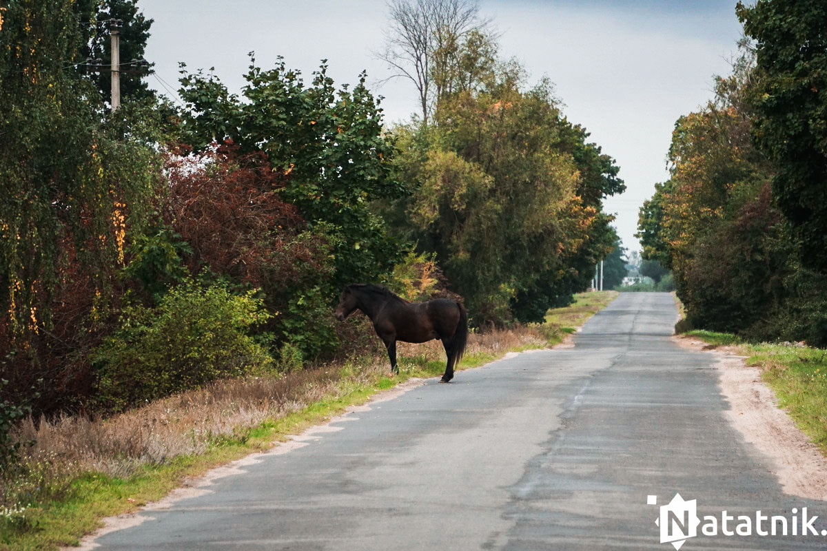 Старые Пески 