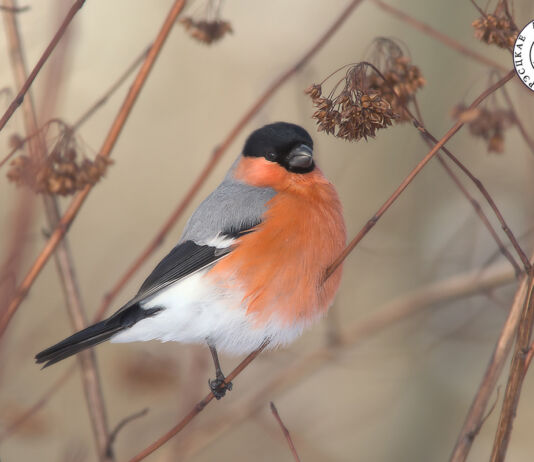 Птичкин тест от Natatnik и АПБ. С призами!