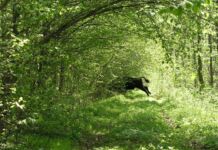 Белавежская пушча – сэрца еўрапейскай прыроды Беловежская пуща