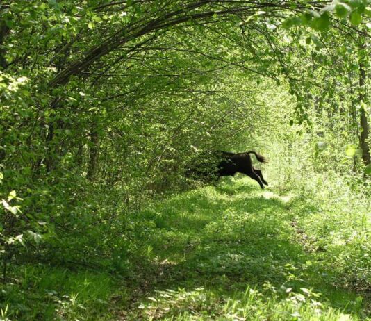 Белавежская пушча – сэрца еўрапейскай прыроды Беловежская пуща
