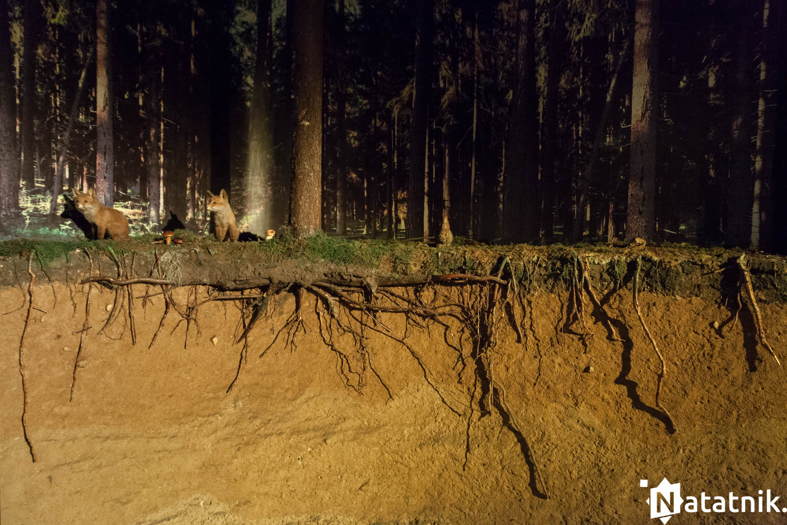 Беловежа, беловежская пуща, отель Зубровка, bialowieza