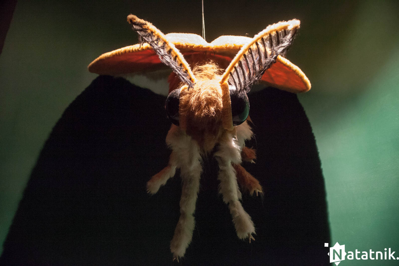 Беловежа, беловежская пуща, отель Зубровка, bialowieza