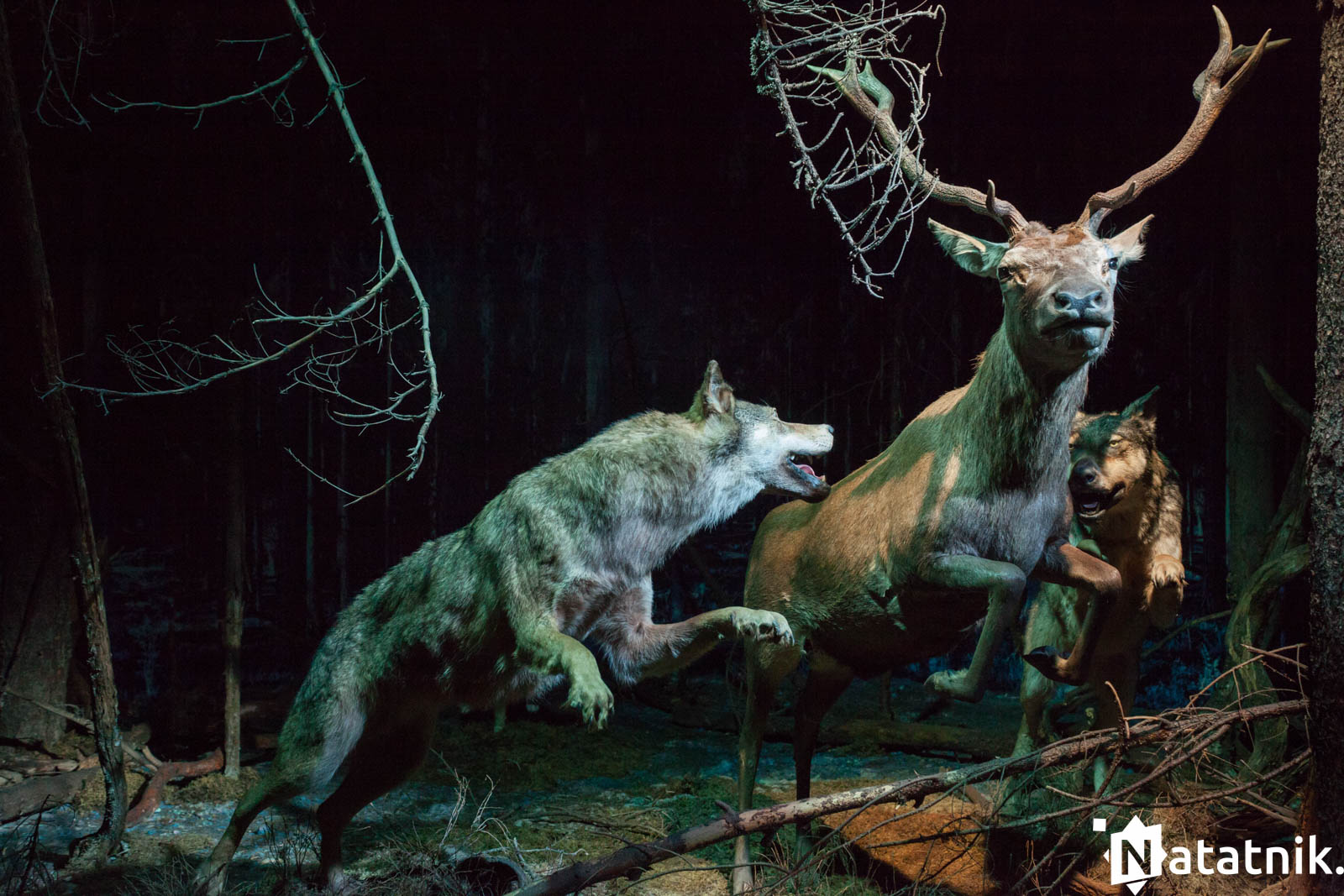 Беловежа, беловежская пуща, отель Зубровка, bialowieza