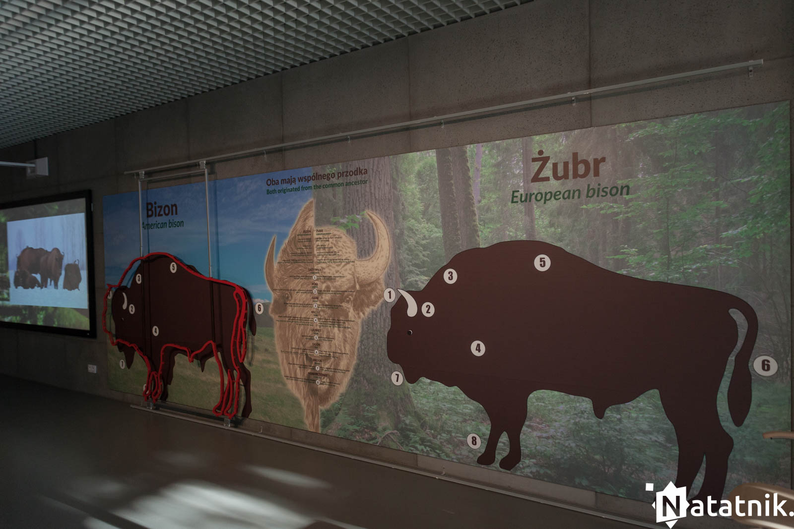 Беловежа, беловежская пуща, отель Зубровка, bialowieza