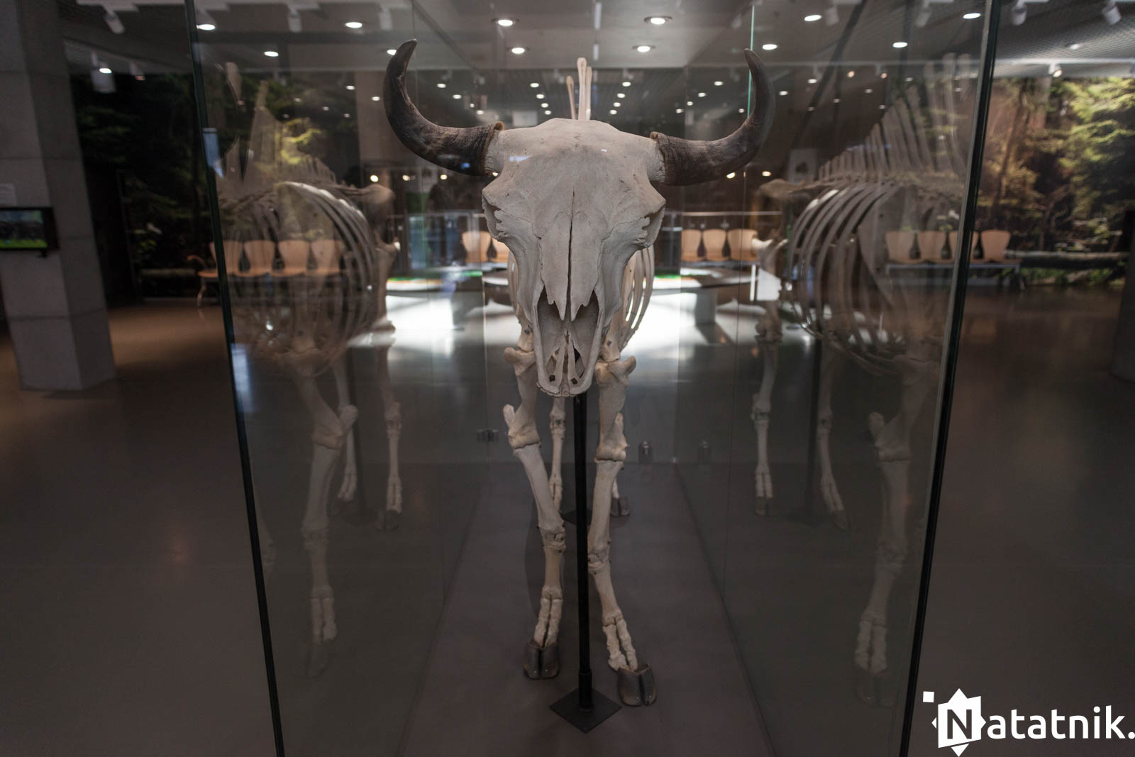 Беловежа, беловежская пуща, отель Зубровка, bialowieza