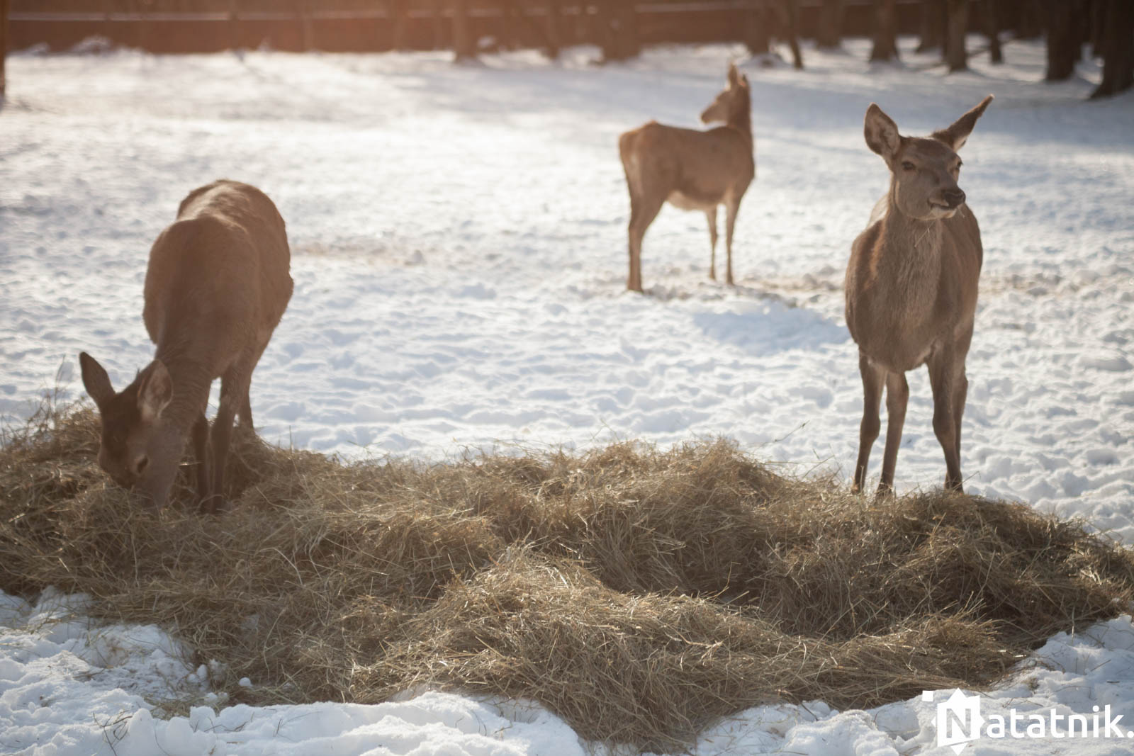 Беловежа, беловежская пуща, отель Зубровка, bialowieza