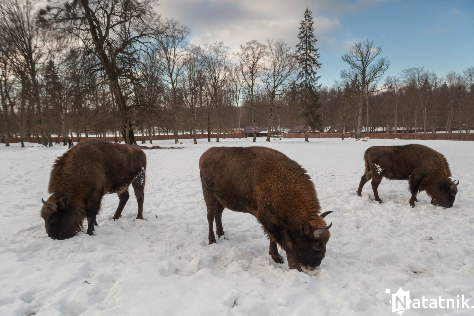 Беловежа, беловежская пуща, отель Зубровка, bialowieza