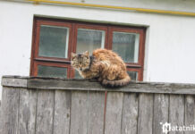 Столетние улицы Бреста — какие они?