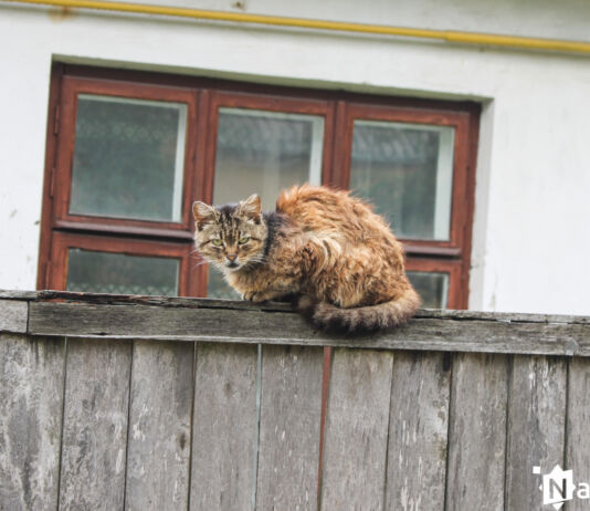 Столетние улицы Бреста — какие они?