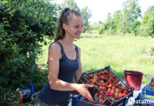 «За два года в ягоду вложил 20 000$». Как зарабатывают на клубнике в Лунинецком районе Клубника