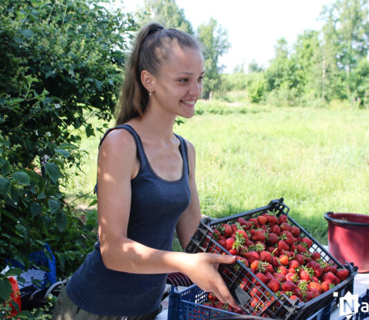 «За два года в ягоду вложил 20 000$». Как зарабатывают на клубнике в Лунинецком районе Клубника