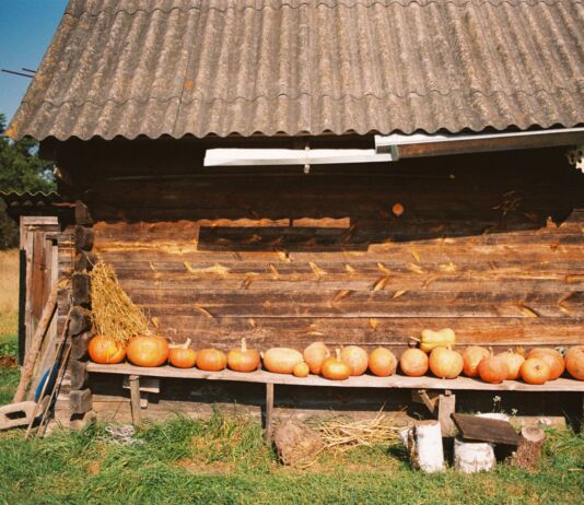 «Вот найдут в наших болотах нефть – и начнётся застройка!» Как живут последние жители Батареи деревня Батарея