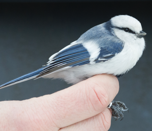 «Белая лазоревка живёт только на Полесье». Как орнитологи кольцевали под Туровом «Птицу 2022 года»